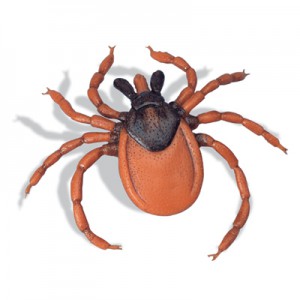 Klíště obecné (Ixodes ricinus)