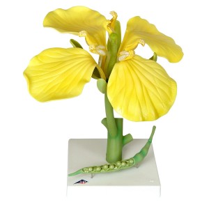 Řepka olejná (Brassica napus ssp. Oleifera)