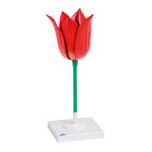 Tulipán zahradní (Tulipa gesneriana)