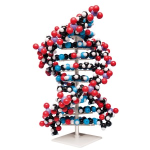 DNA modely