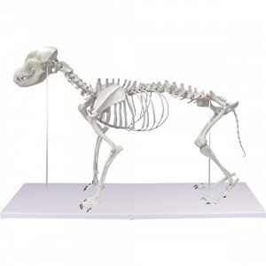 Pes domácí (Canis domesticus) - kostra